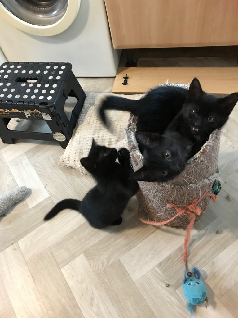 image for Kittens for sale