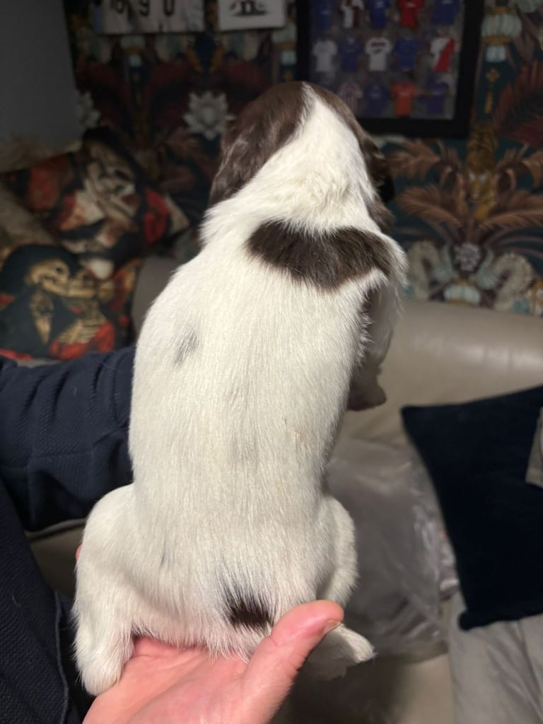 English springer spaniel pups
