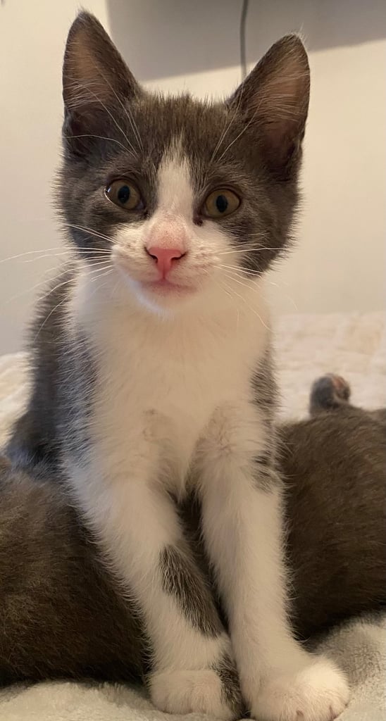 KITTENS 3 GIRLS READY NOW!!