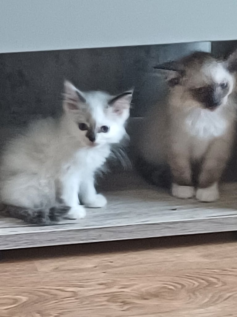 5 gorgeous ragdoll kittens 