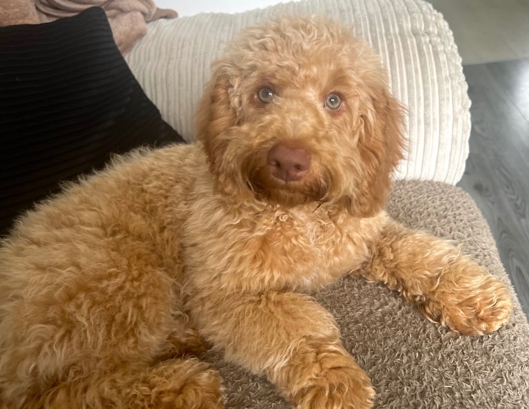 7 month old Cockapoo