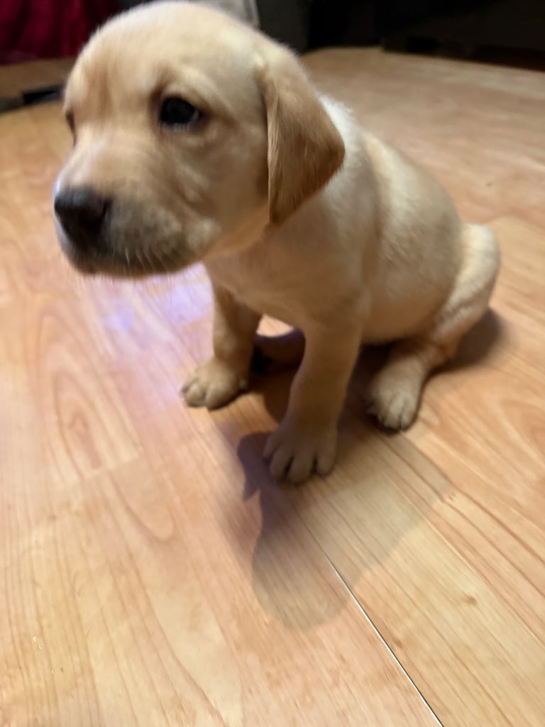 Labrador Pups - 7 Left! 
