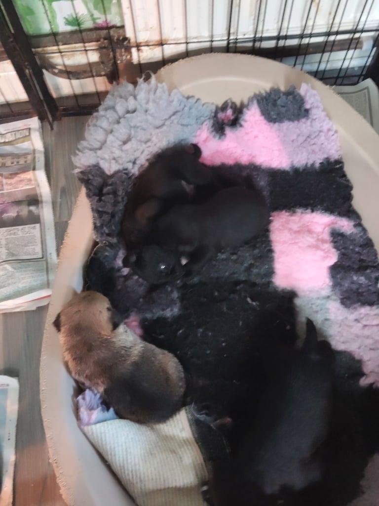 Pug x border terrier pups ready 21st nov 