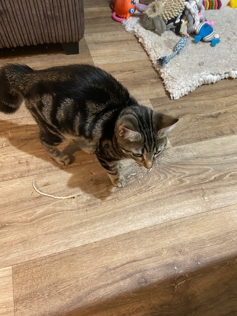 Gorgeous tabby kitten