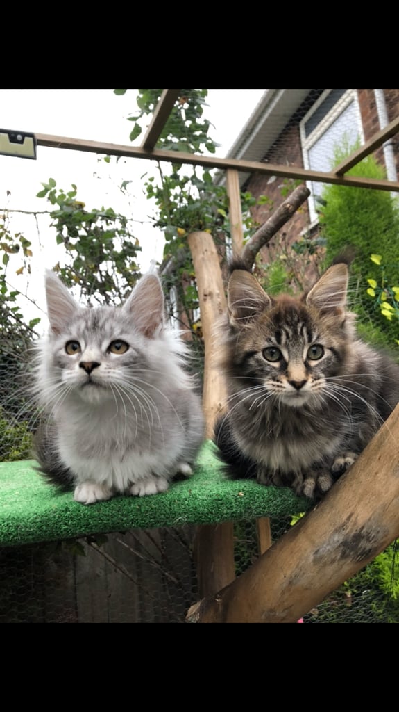 2 girls left  Mainecoon kittens 13 weeks