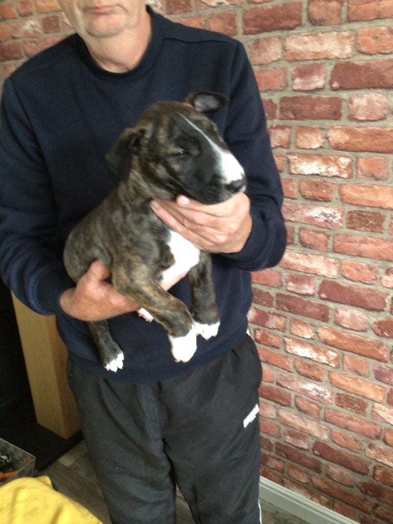Quality kc regd English bull terrier puppies 
