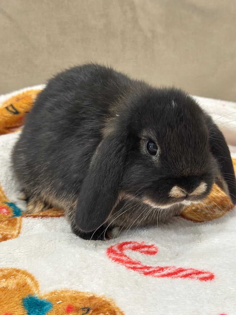 Mini lops bunnies 