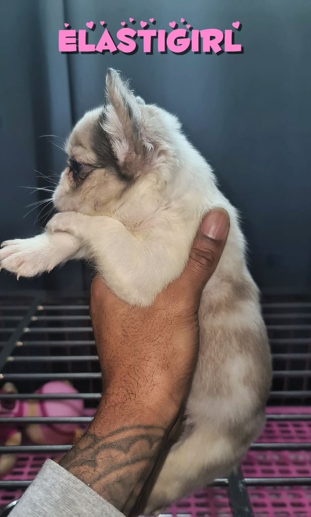  💎 7 Rare Visual Fluffy French Bulldog Puppies – Top Quality, Ready Now! 💎