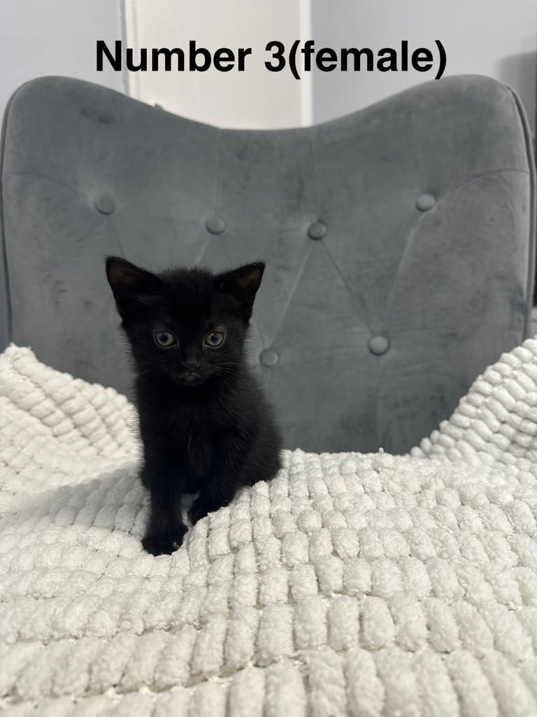 Very friendly  kittens 