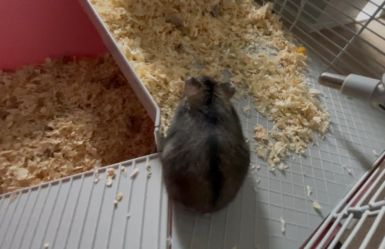 image for Dwarf hamster 
