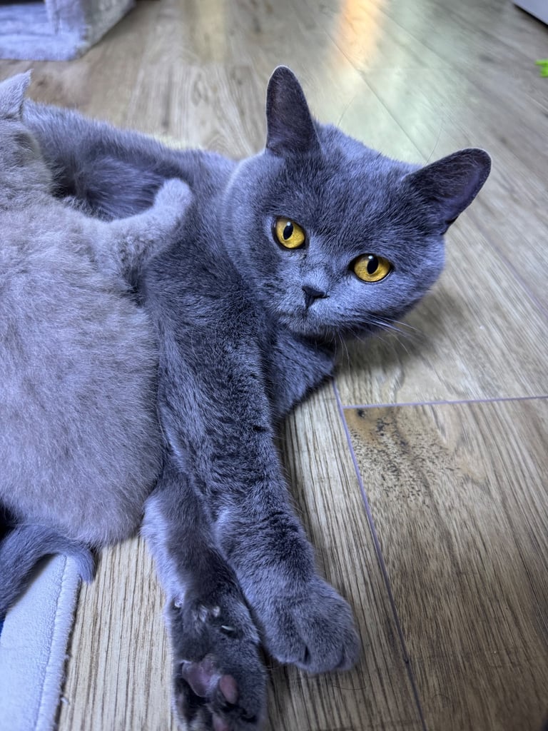 Kitten biritish shorthair 