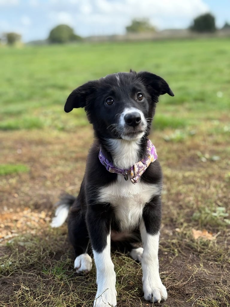 image for Boarder Collie Puppy