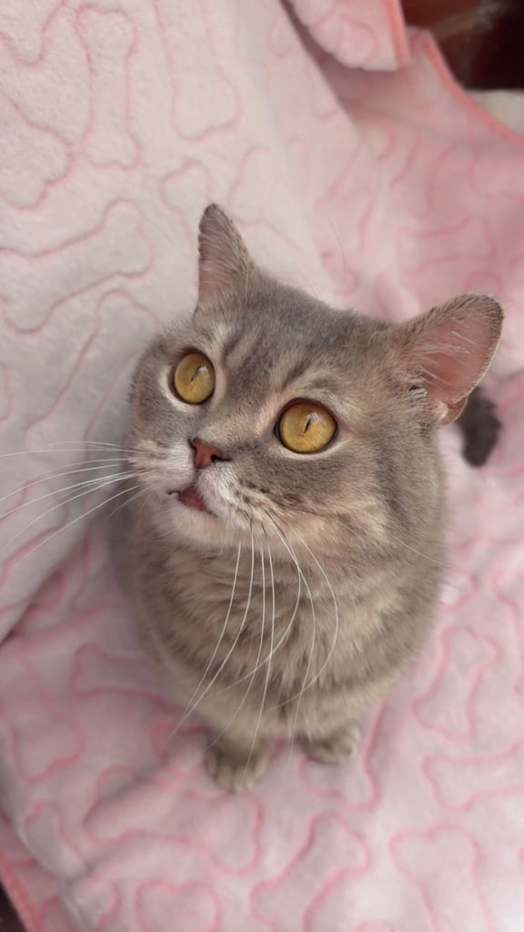 Cute and chunky male British shorthair kitten