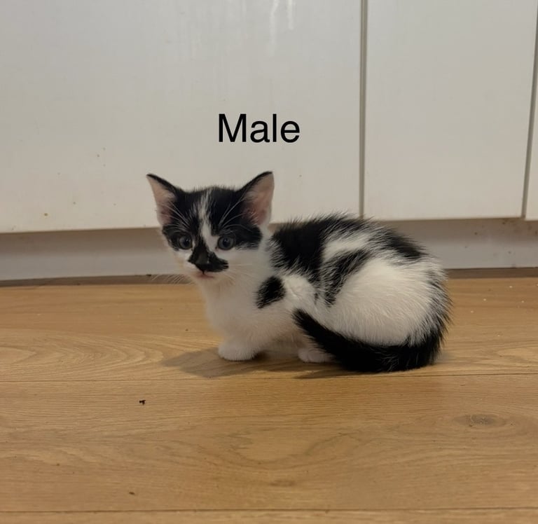 Kittens For Sale