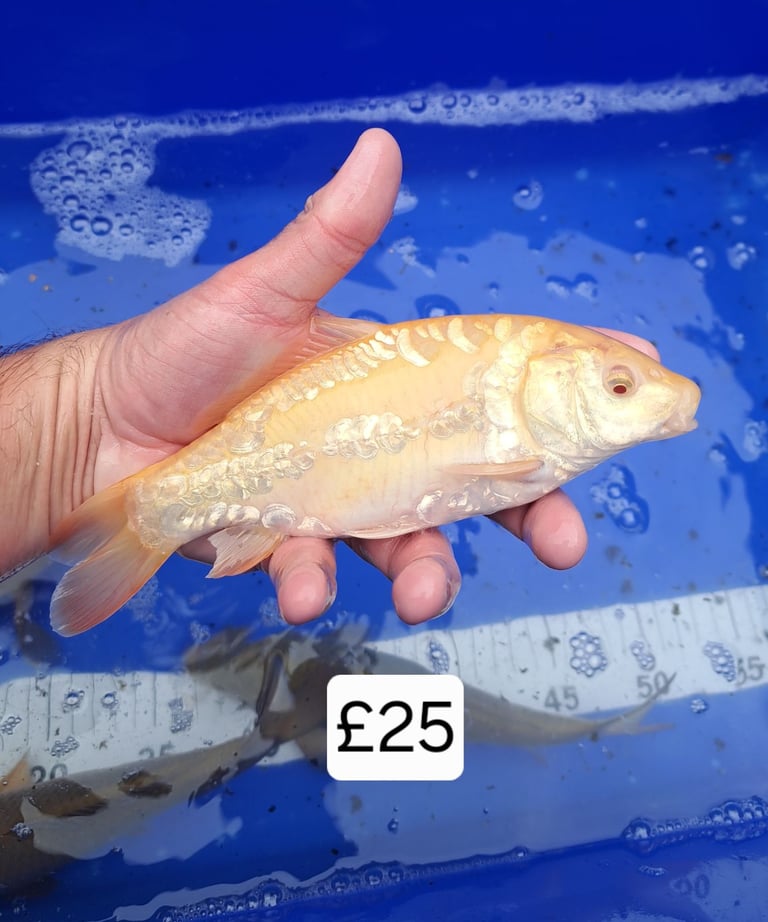 Koi for sale