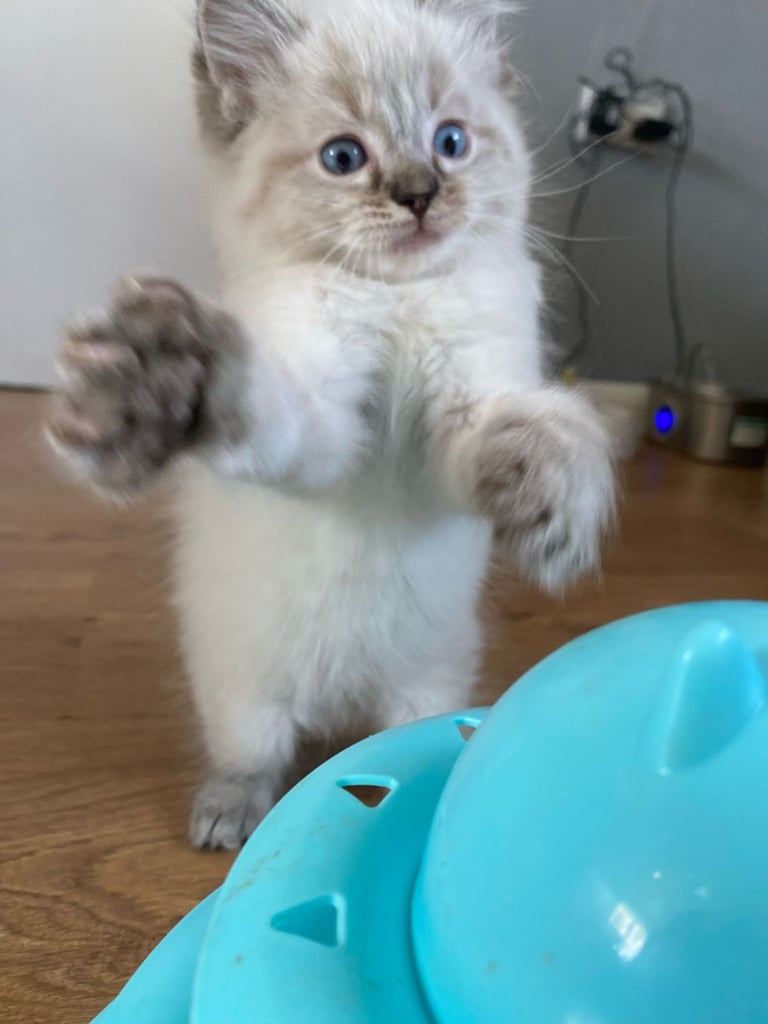 5 gorgeous ragdoll kittens 