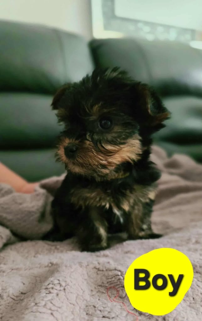 Yorkshire terrier pups 