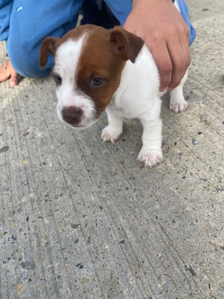 Jack Russell puppies 