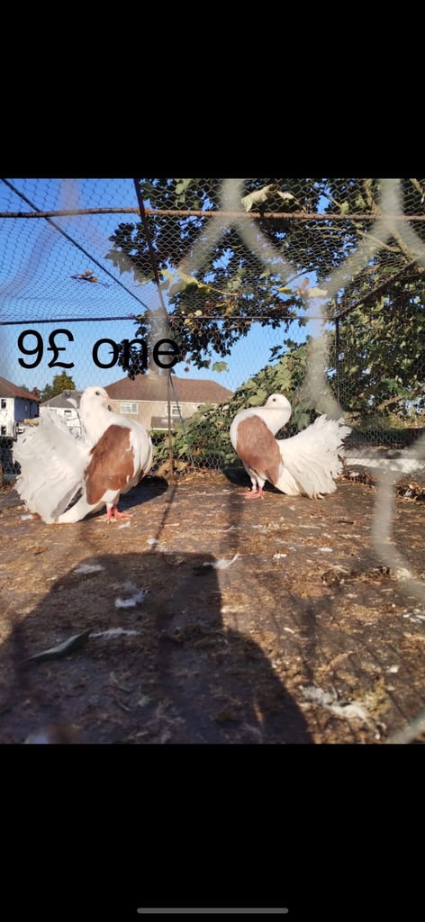 Sale pigeon