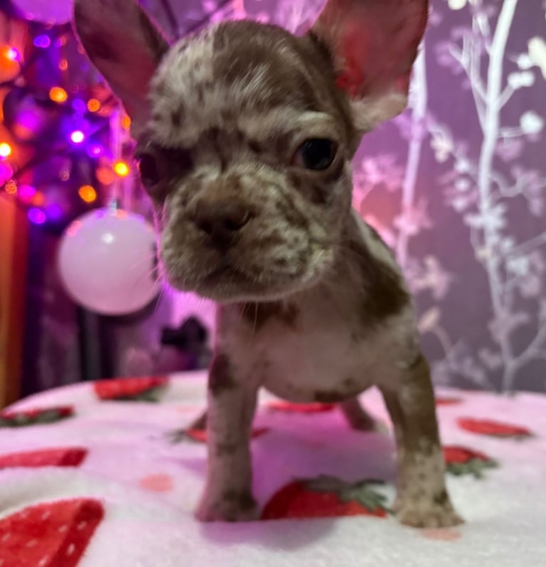 French bulldog puppies £800 ono