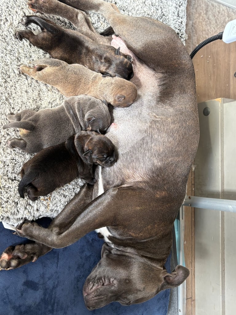 Staffordshire bull terrier puppy’s 