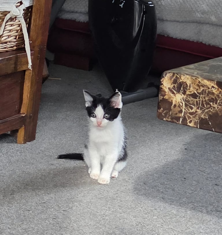 Beautiful Ragdoll x shorthaired kittens