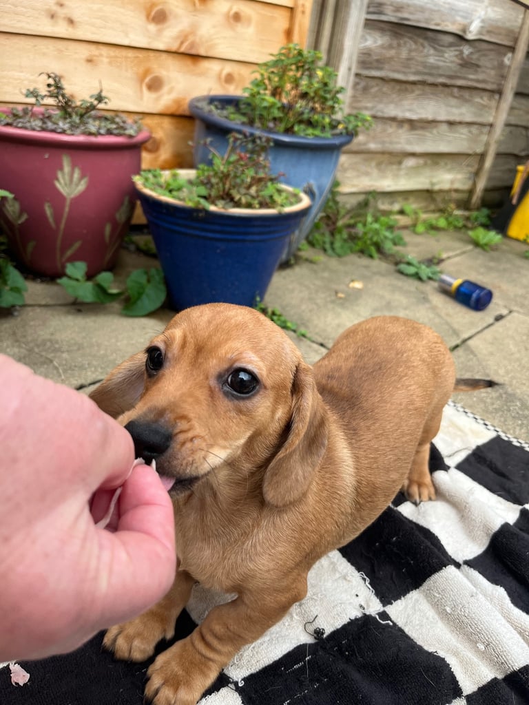 Beautiful dachshund puppies 🐾