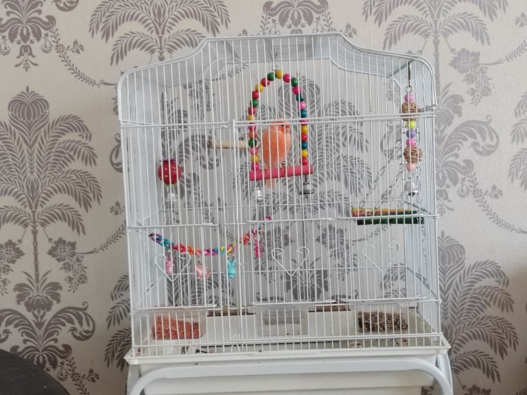 image for Orange Male Canary approx 1 year old comes with cage, food and accessories 