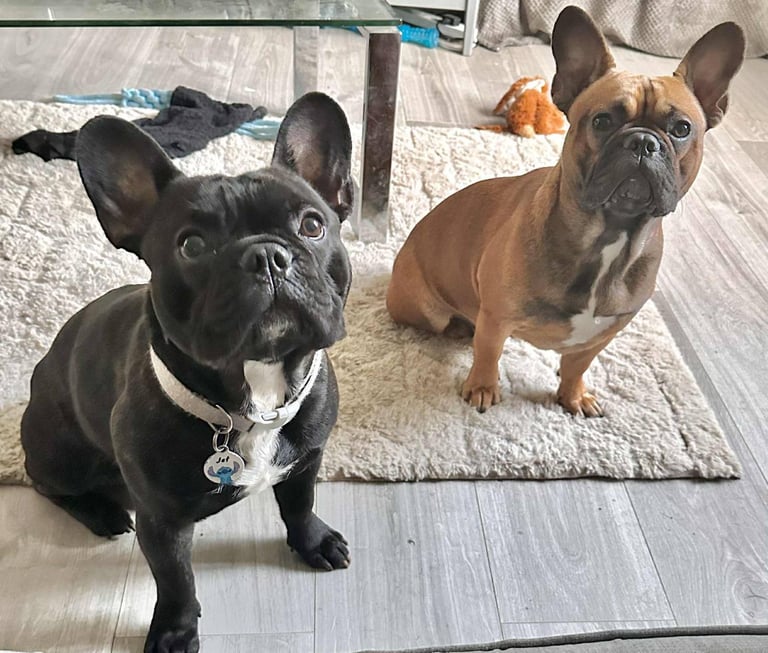 2 male French Bulldogs