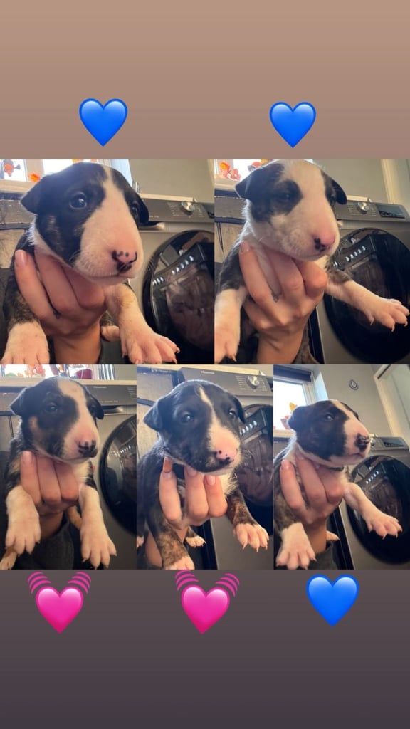 💥ENGLISH BULL TERRIER PUPS 💥