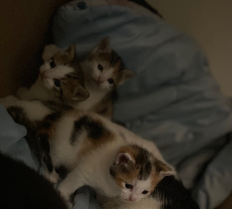 Playful gorgeous boy kitten