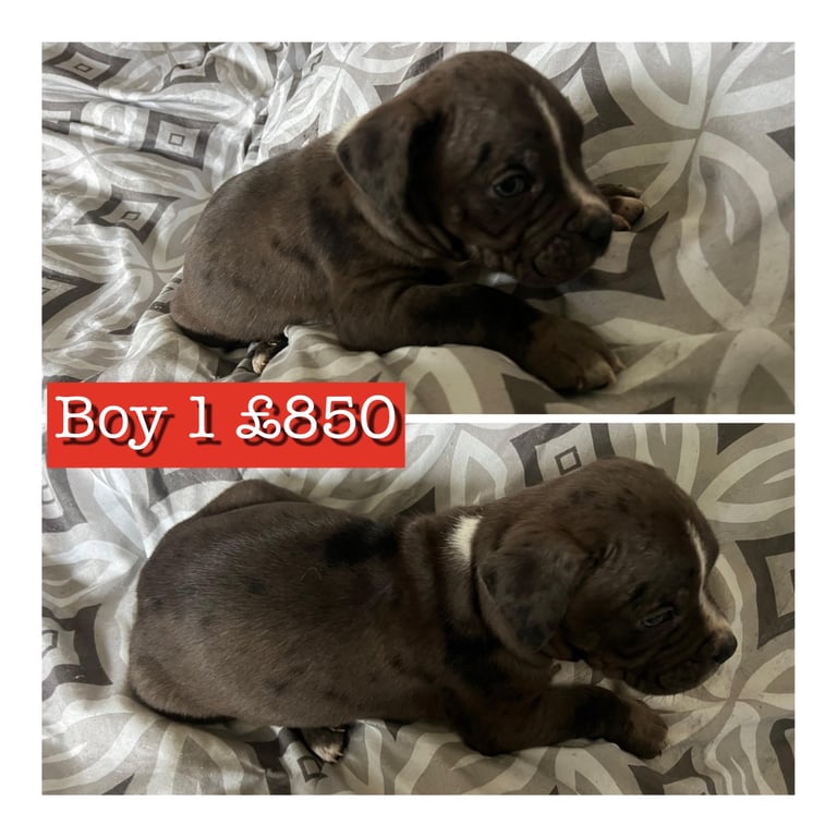 Staffy X cane corso puppies 