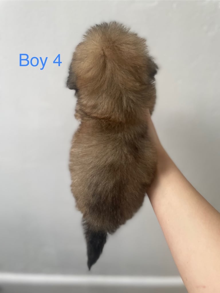 Beautiful Jack-Tzu puppies in Derby
