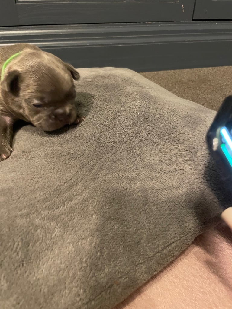 French bulldog puppies