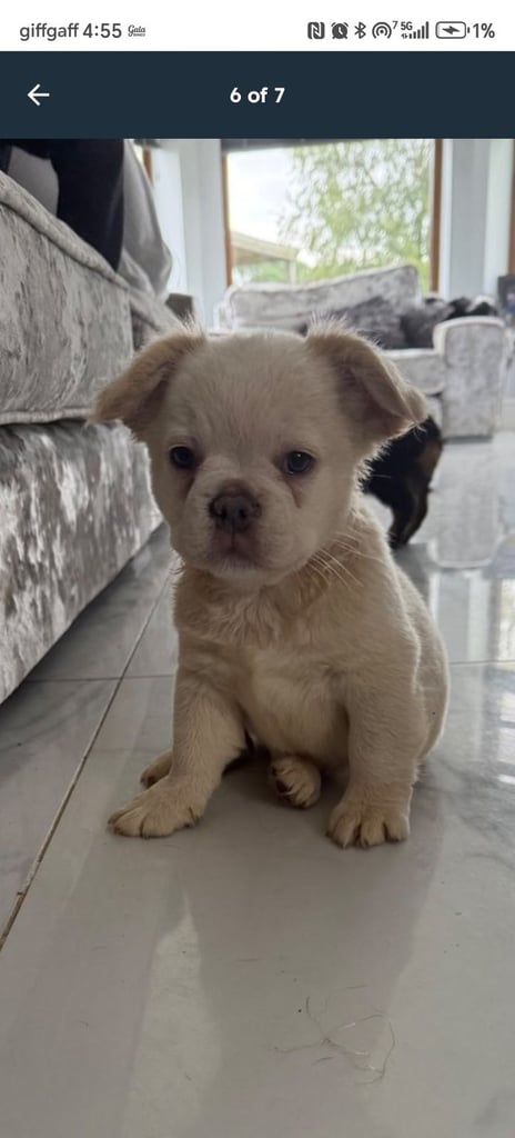 Beautiful frenchie pup for sale 