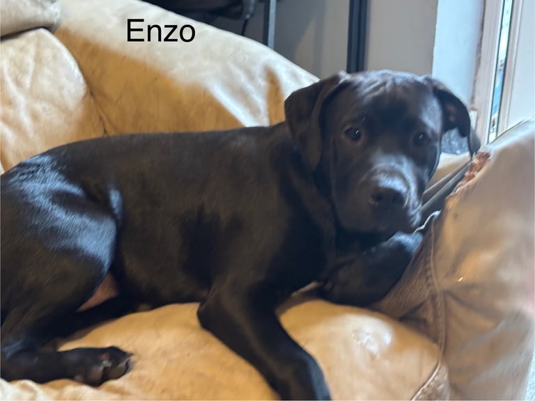 5 and 1/2 months old Staffadors Enzo and Bentley 