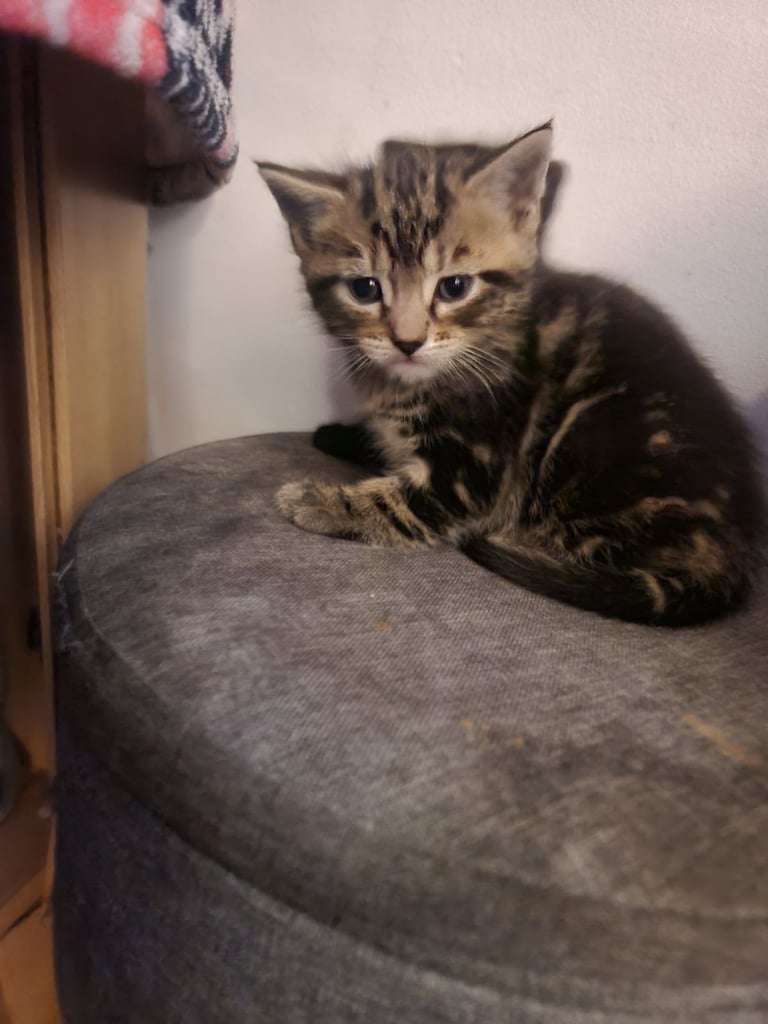 Kittens looking for new home 