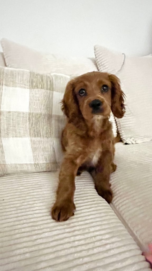 Rehome F1 Male Cavapoo Puppy.