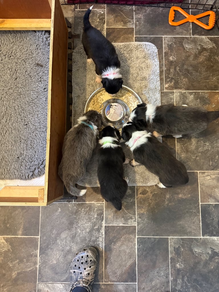 Collie puppies 