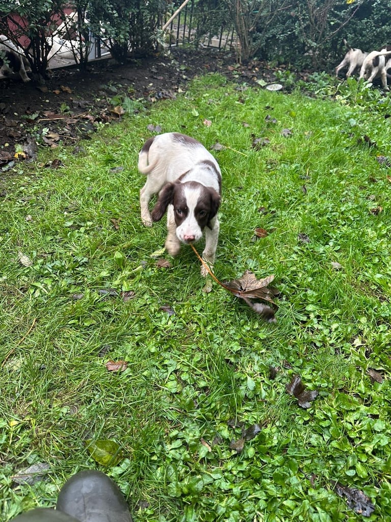 Springer spaniel pups 