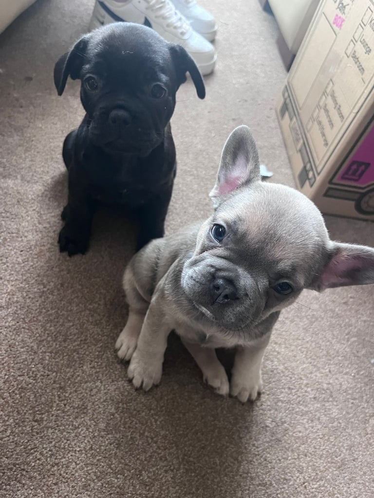 Last 3 French bulldogs ready now !!!