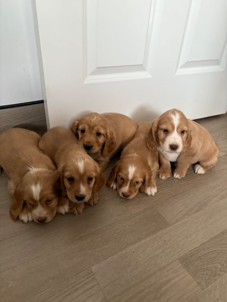6 stunning cocker spaniel puppies 