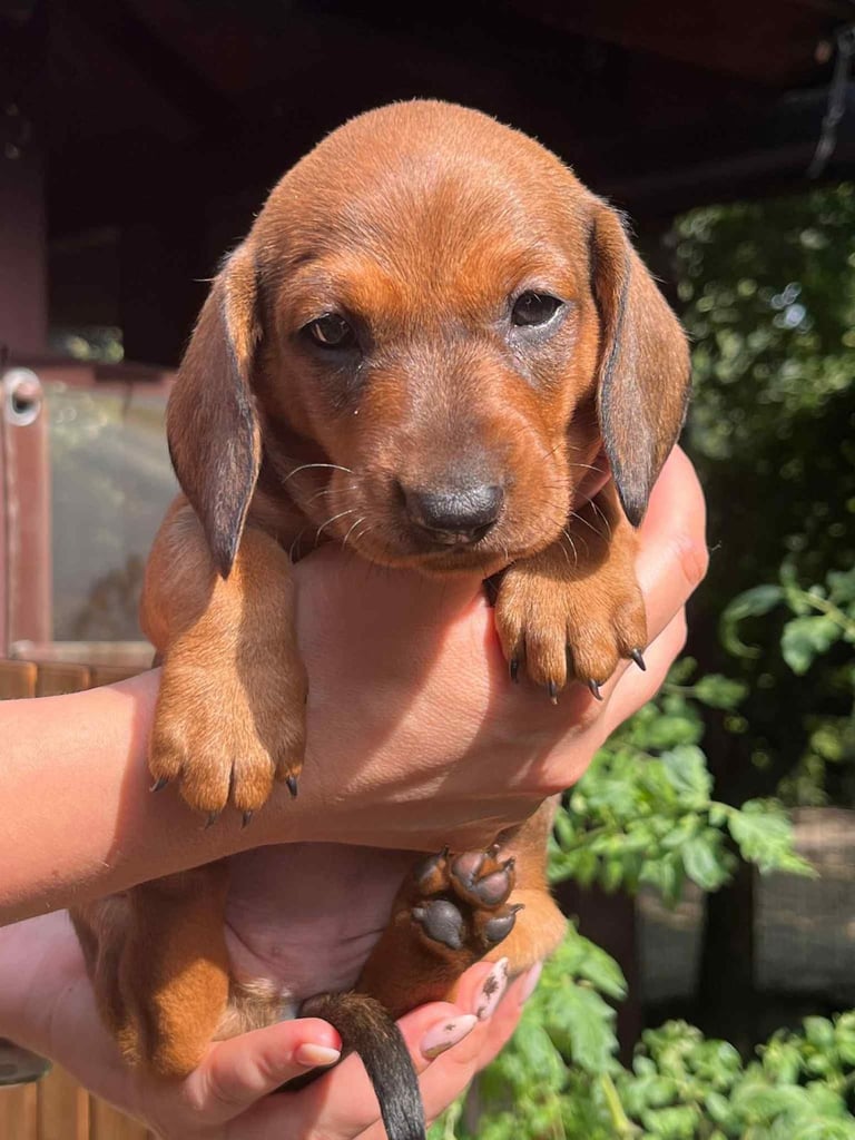 Dachshund puppys