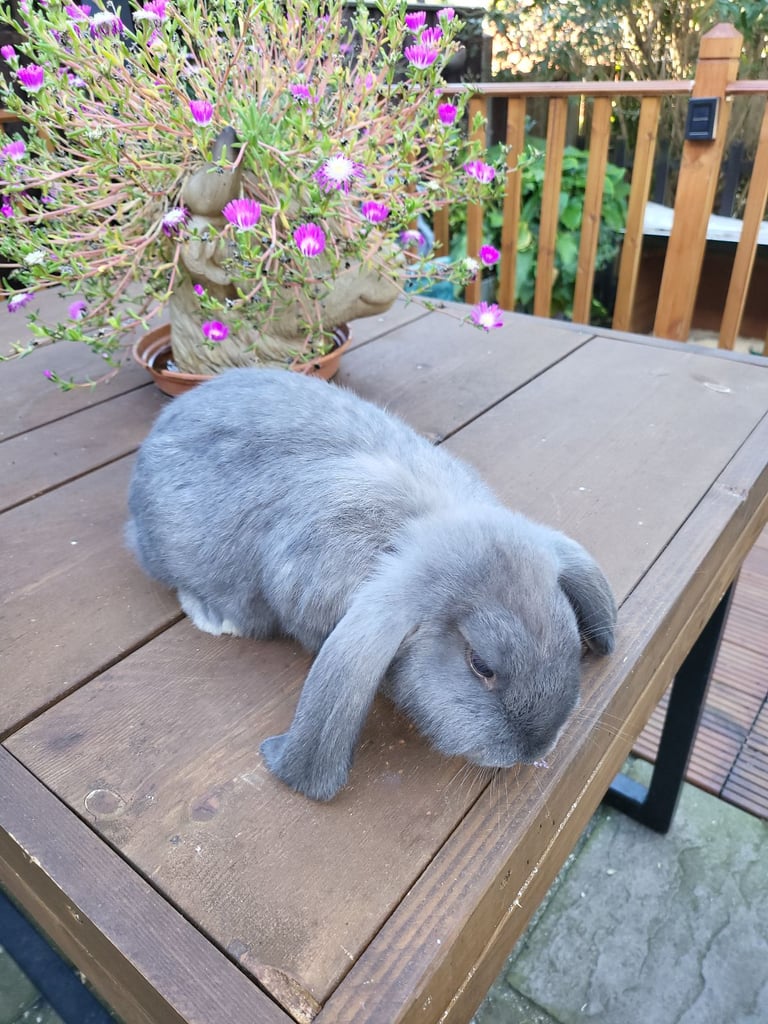 image for Beautiful Giant French lops