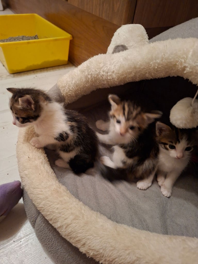 Beautiful Kittens for Sale 