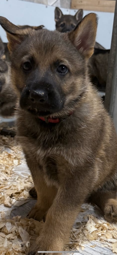 German Shepherd Puppies (Working Line)