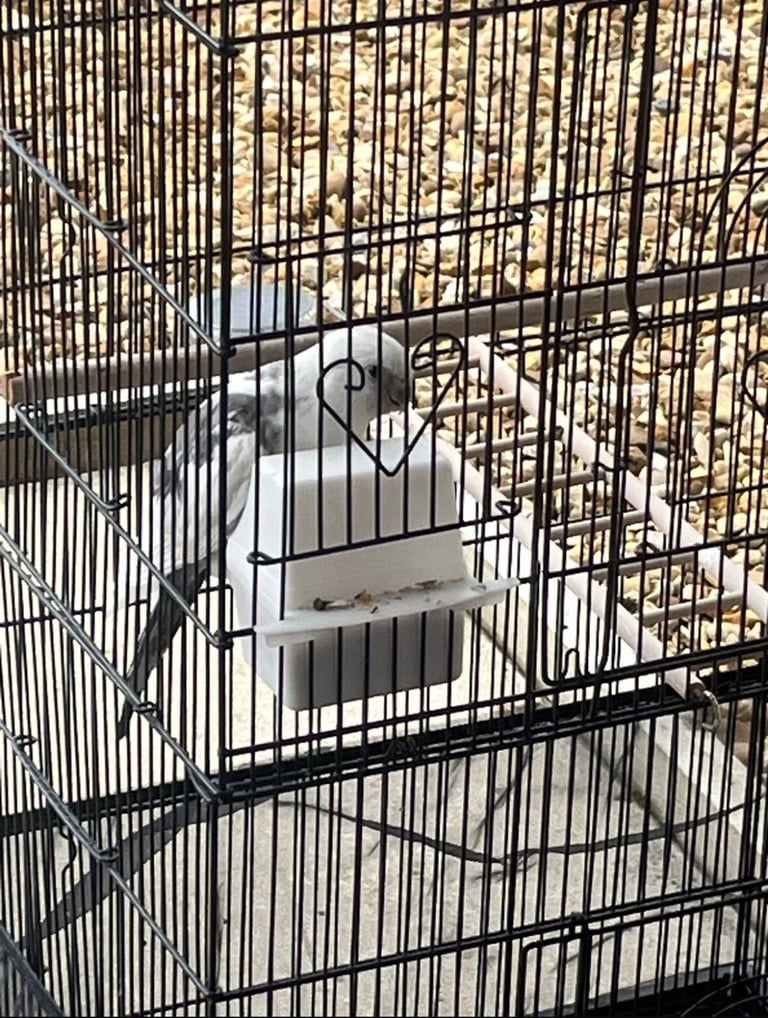 Cockatiel Bird 