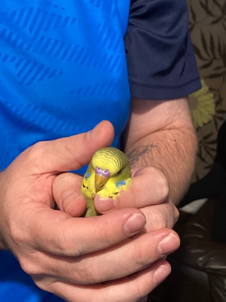 Baby budgies 8 week old 