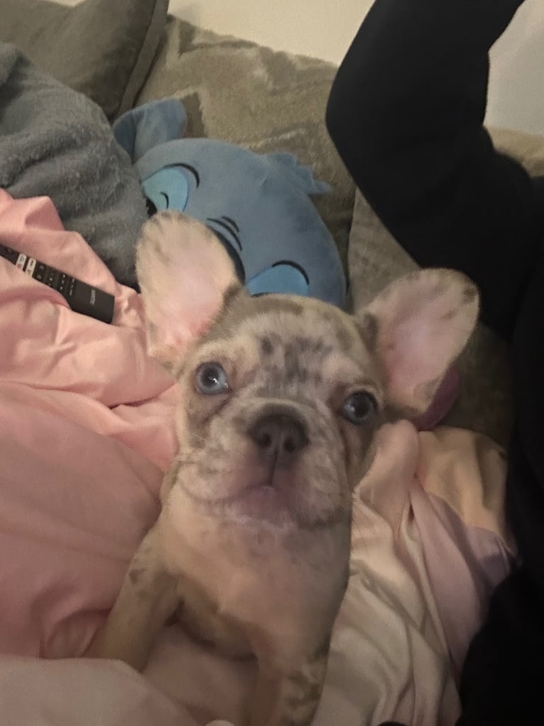 French bulldog puppy male Merle