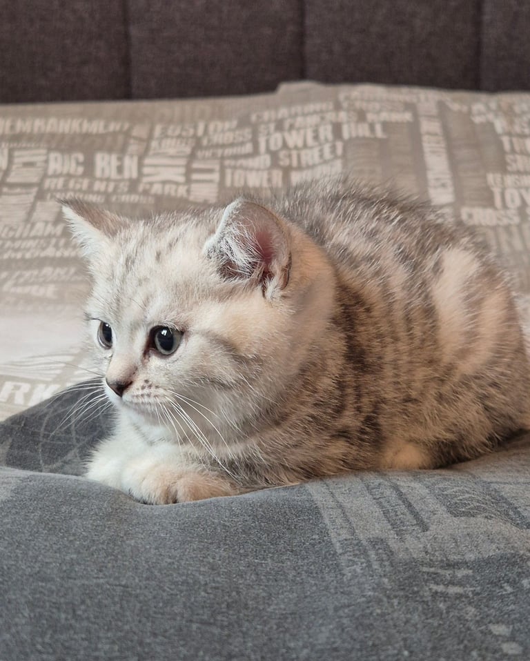 British shorthair kitten (FEMALE)